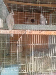 Cockatiel