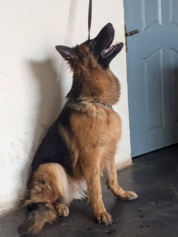 German Shepherd breeder female age 14 month 1