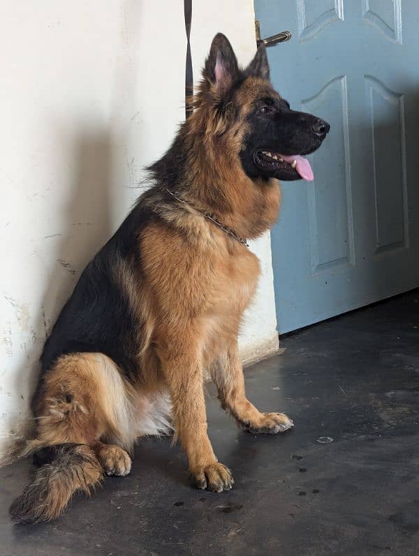 German Shepherd breeder female age 14 month 2