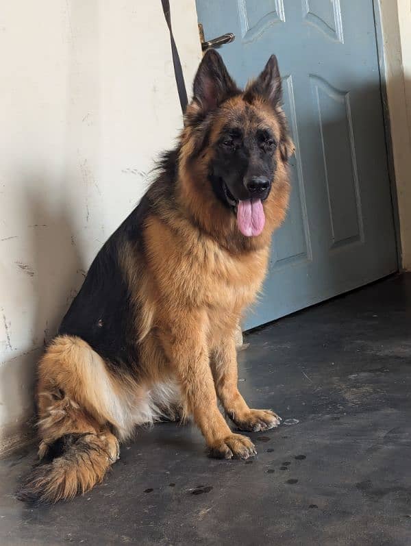 German Shepherd breeder female age 14 month 3