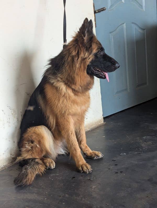 German Shepherd breeder female age 14 month 4
