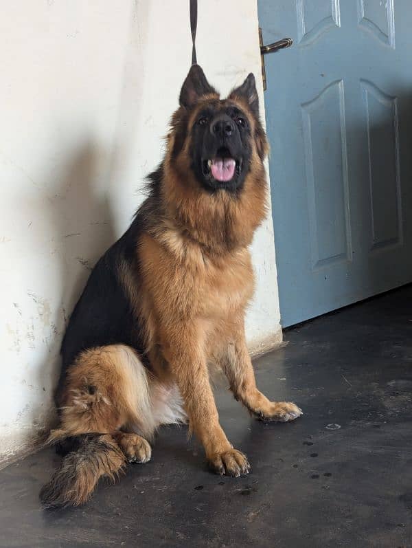 German Shepherd breeder female age 14 month 5