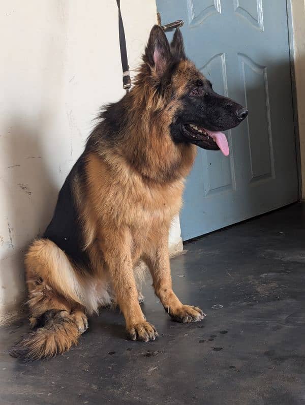 German Shepherd breeder female age 14 month 6