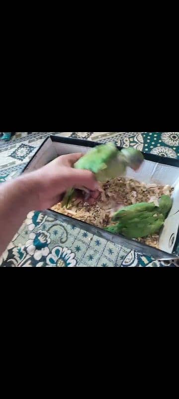 green ringneck beby home breed not Panjab 0