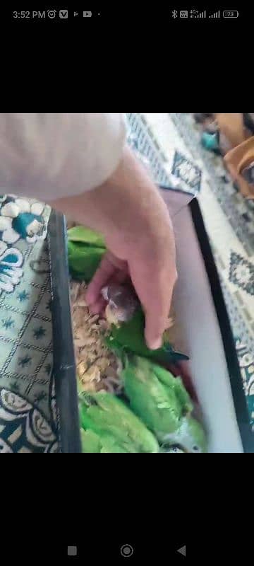 green ringneck beby home breed not Panjab 2