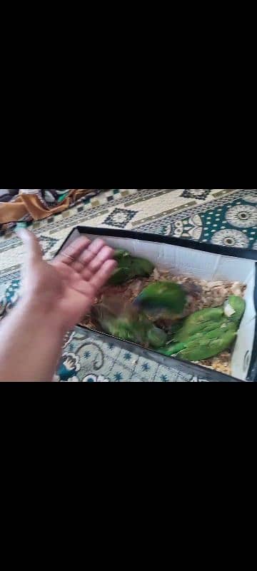 green ringneck beby home breed not Panjab 3