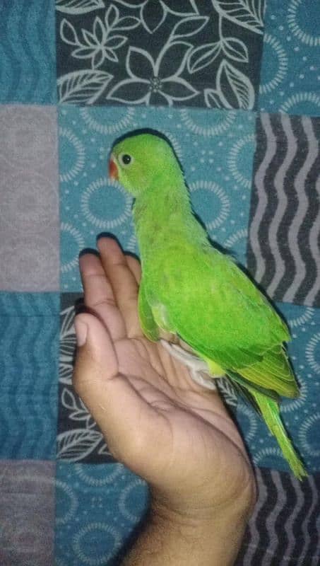 green ringneck beby home breed not Panjab 4