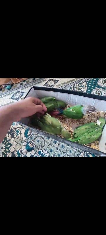 green ringneck beby home breed not Panjab 5