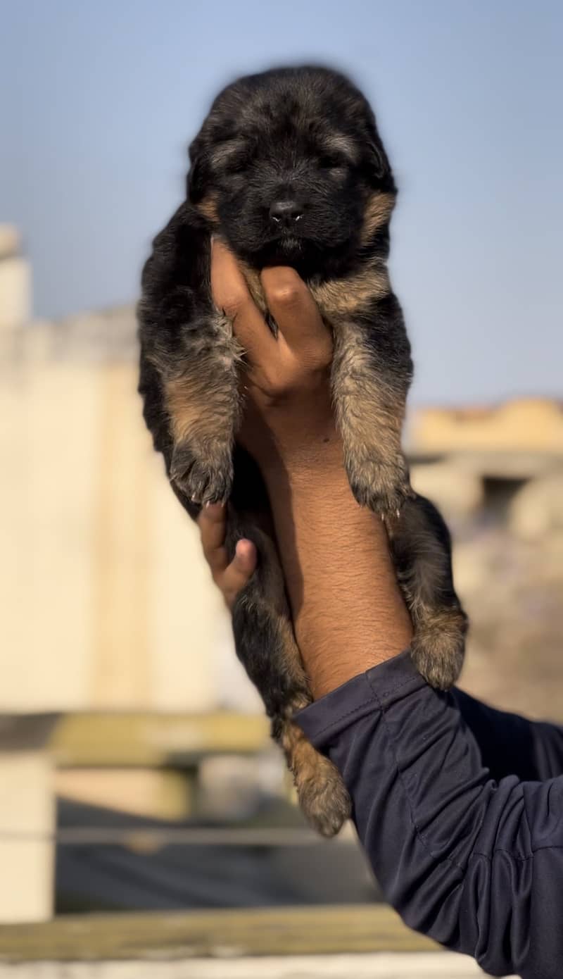 Long coat german shepherd puppies non ped 0