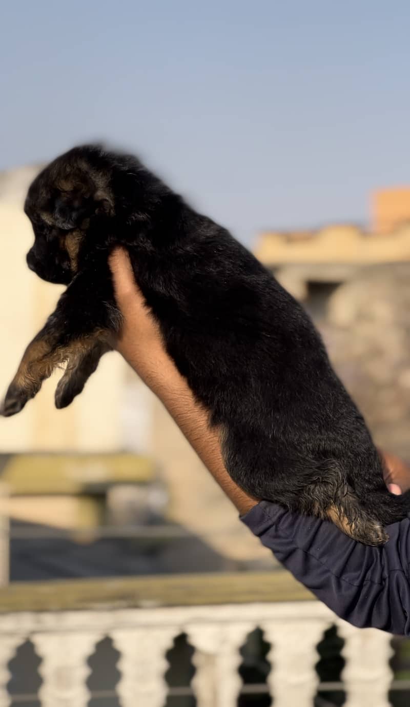 Long coat german shepherd puppies non ped 1