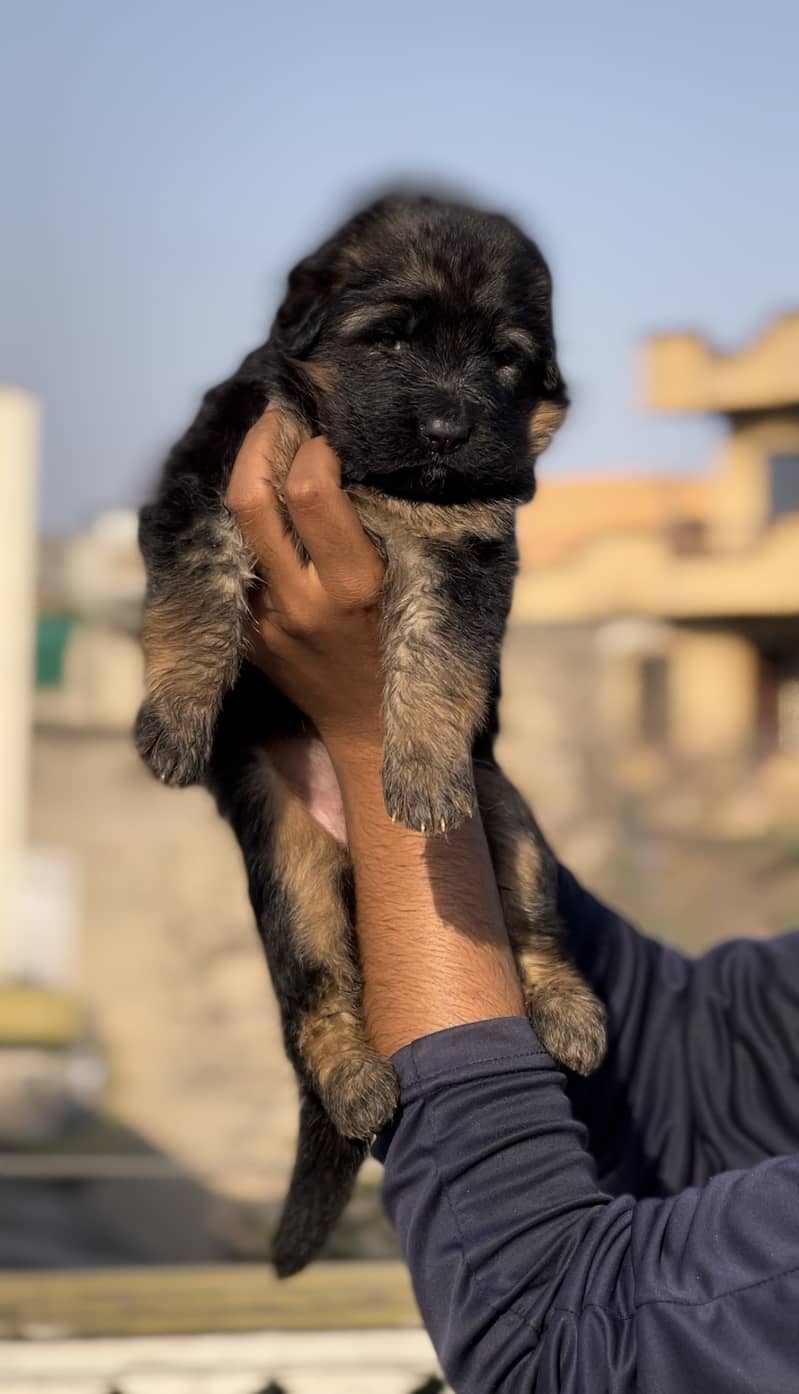 Long coat german shepherd puppies non ped 2