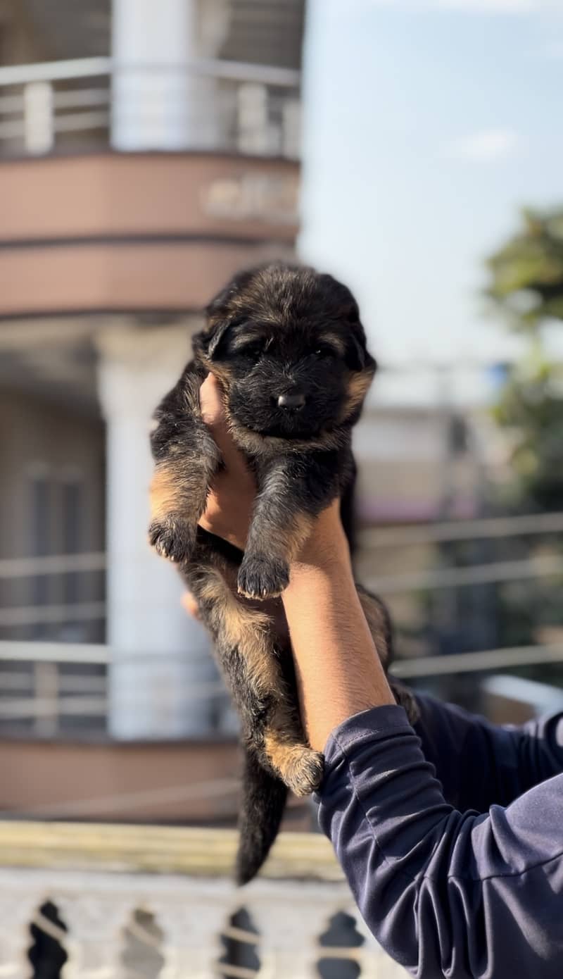 Long coat german shepherd puppies non ped 3