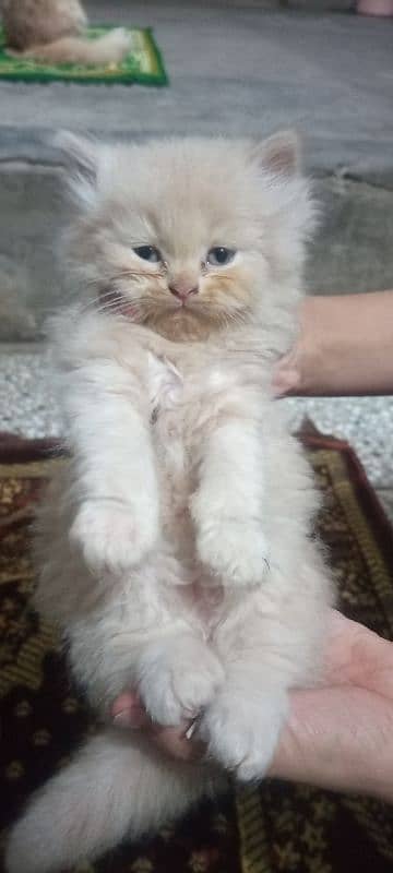 1 pair fawn CLR 1 Grey  2 male 1 female active cats 0