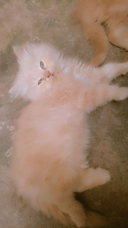 1 pair fawn CLR 1 Grey  2 male 1 female active cats 2