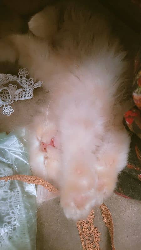 1 pair fawn CLR 1 Grey  2 male 1 female active cats 3