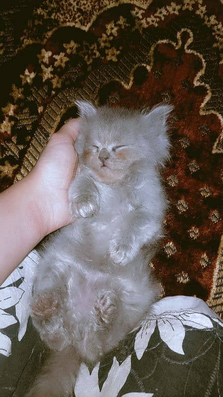 1 pair fawn CLR 1 Grey  2 male 1 female active cats 4