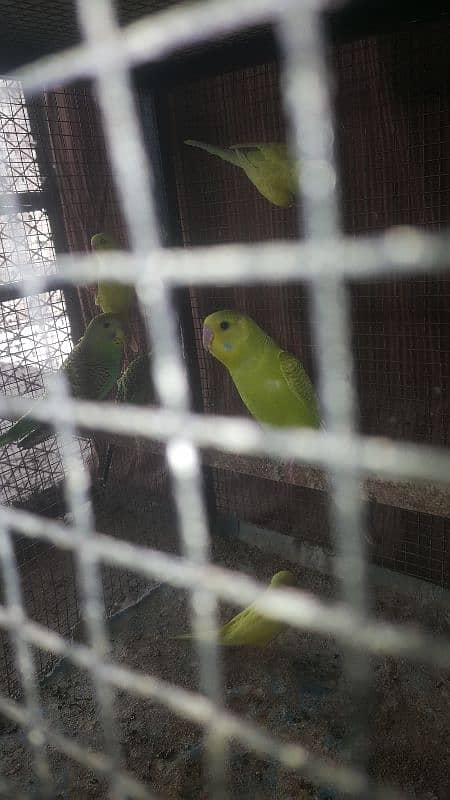 Australian/budgies Parrots Also Available for hand tame read add 0