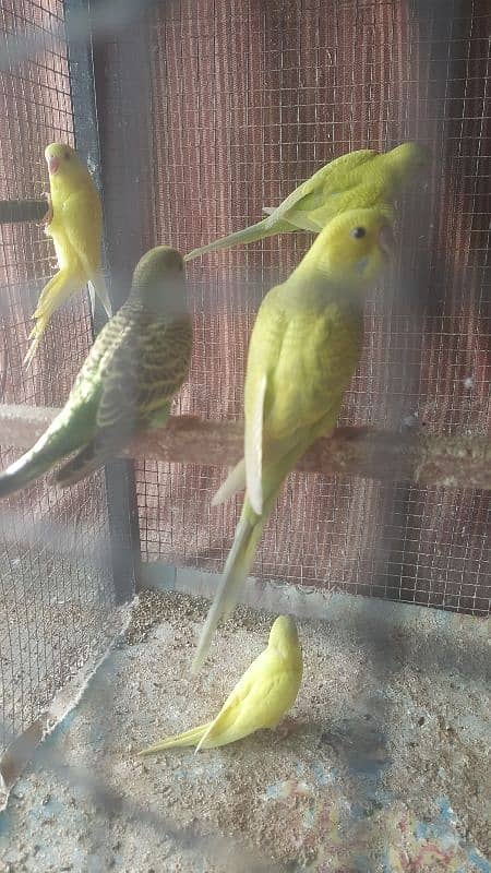 Australian/budgies Parrots Also Available for hand tame read add 1