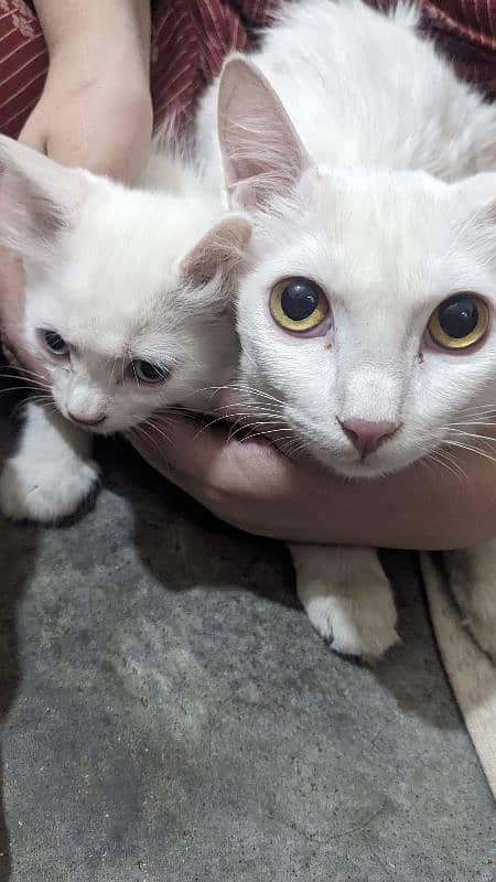 3 kittens with MoM 4
