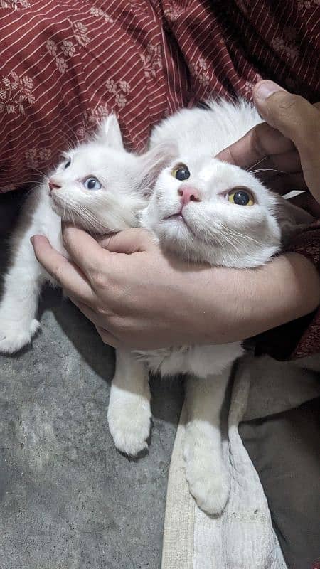 3 kittens with MoM 5