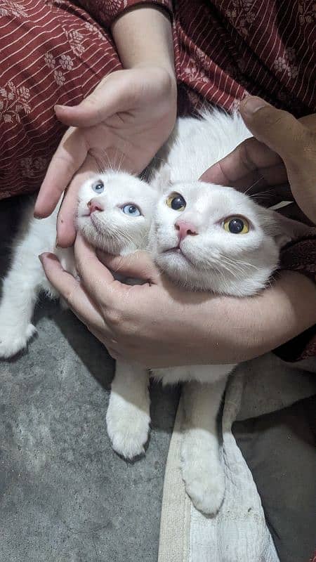 3 kittens with MoM 6