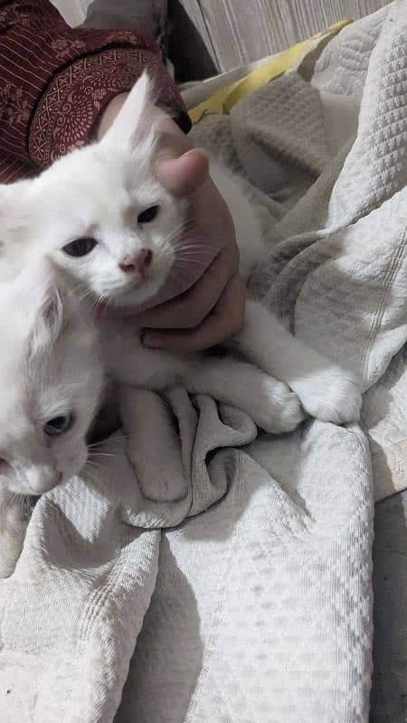 3 kittens with MoM 7
