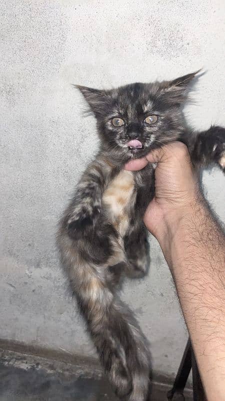 3 kittens with MoM 8