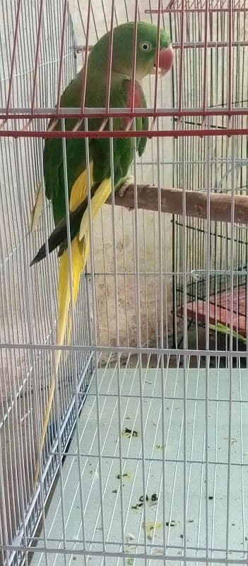 row parrot ND grey parrot Chicks 0