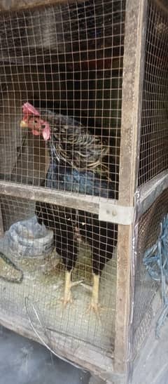 hen