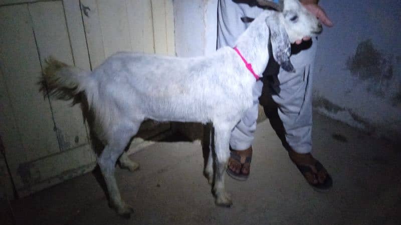 2 dant khassi for Qurbani 2025  (03002873122) 1