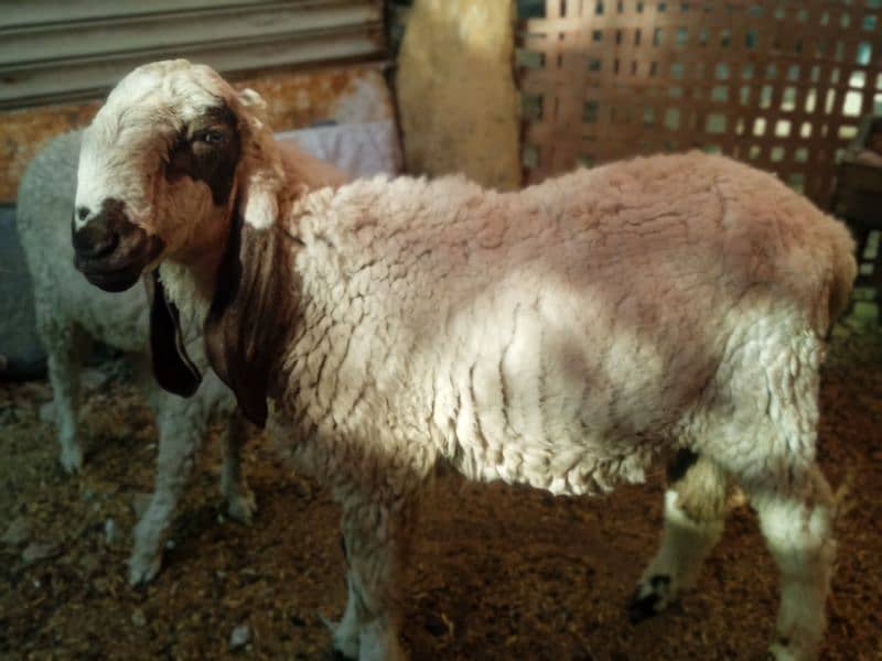 2 dant khassi for Qurbani 2025  (03002873122) 2