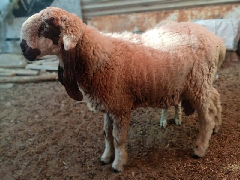 2 dant khassi for Qurbani 2025  (03002873122) 3