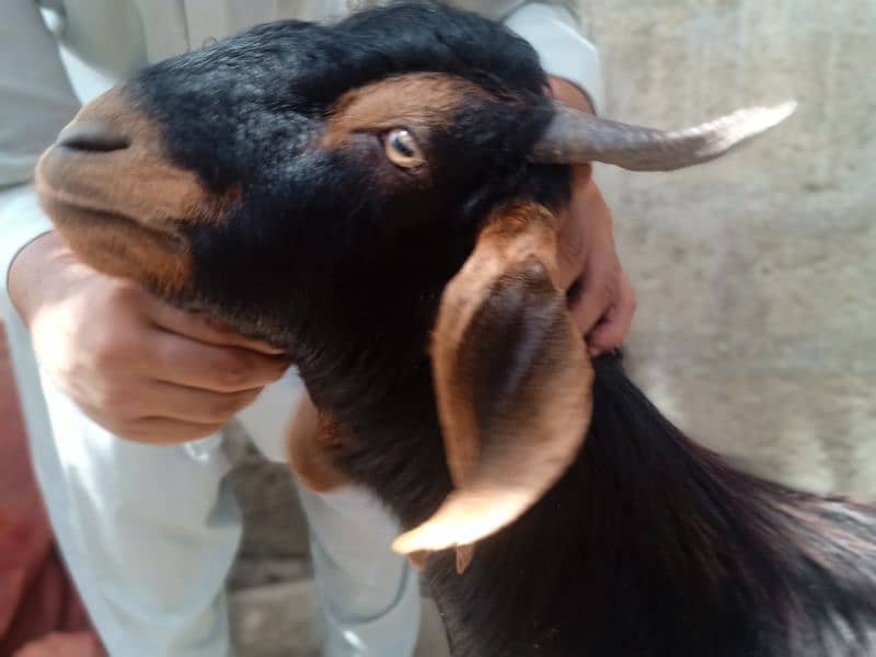2 dant khassi for Qurbani 2025  (03002873122) 4
