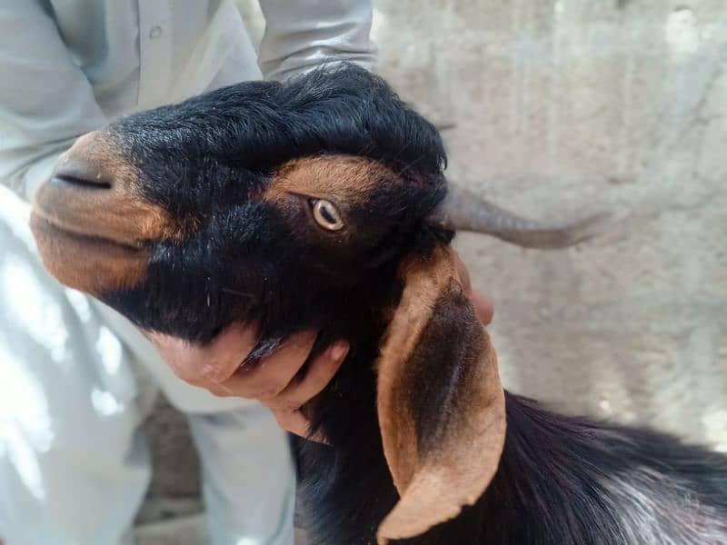 2 dant khassi for Qurbani 2025  (03002873122) 5