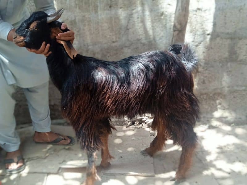 2 dant khassi for Qurbani 2025  (03002873122) 6