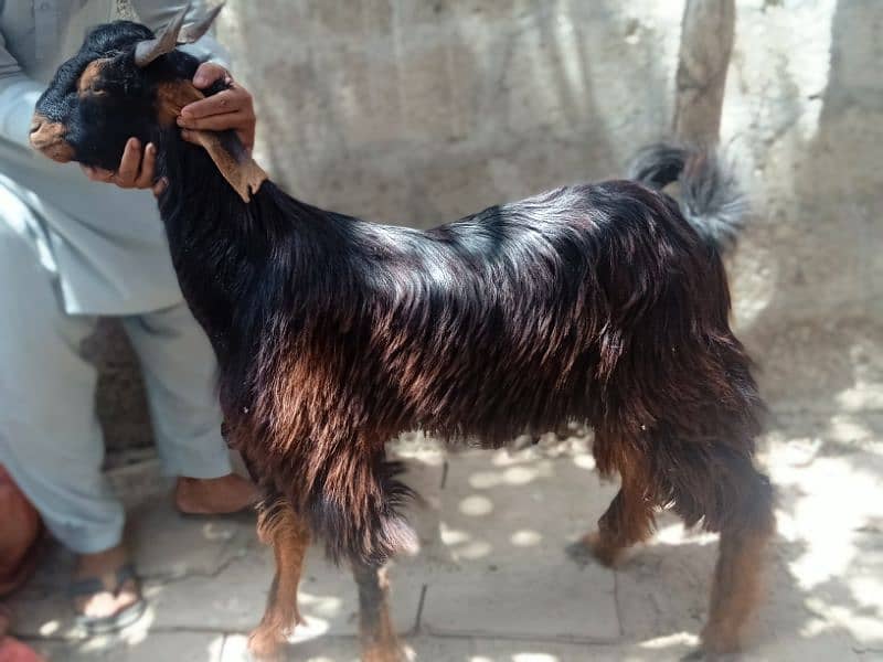 2 dant khassi for Qurbani 2025  (03002873122) 7