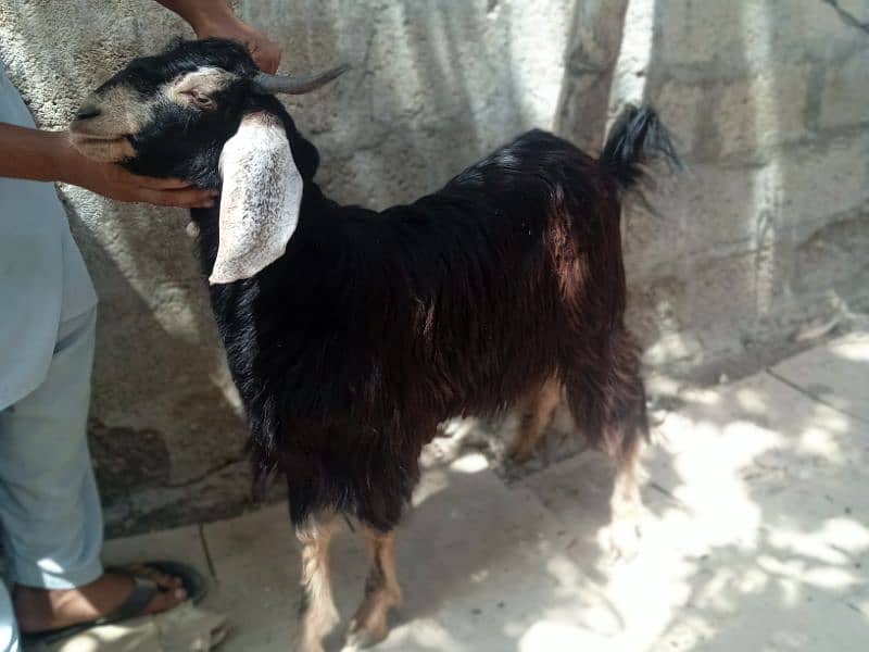 2 dant khassi for Qurbani 2025  (03002873122) 8