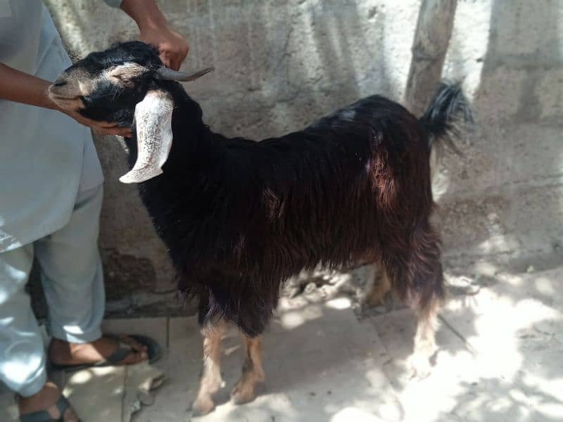 2 dant khassi for Qurbani 2025  (03002873122) 9