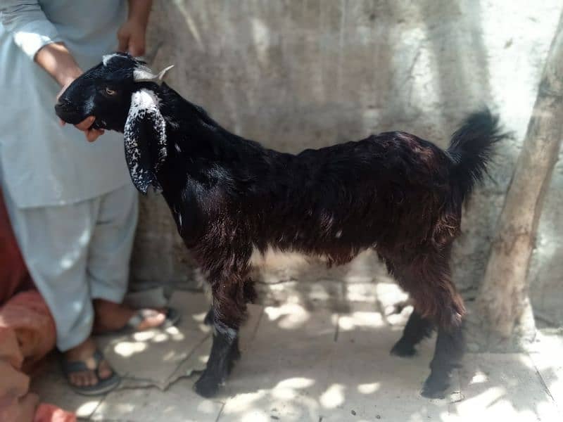 2 dant khassi for Qurbani 2025  (03002873122) 10