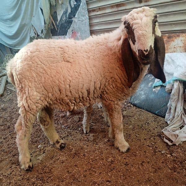 2 dant khassi for Qurbani 2025  (03002873122) 11