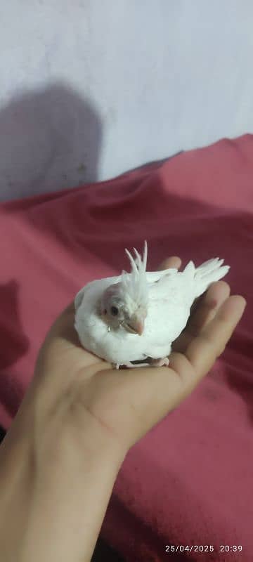 cocktail white red eyes 0