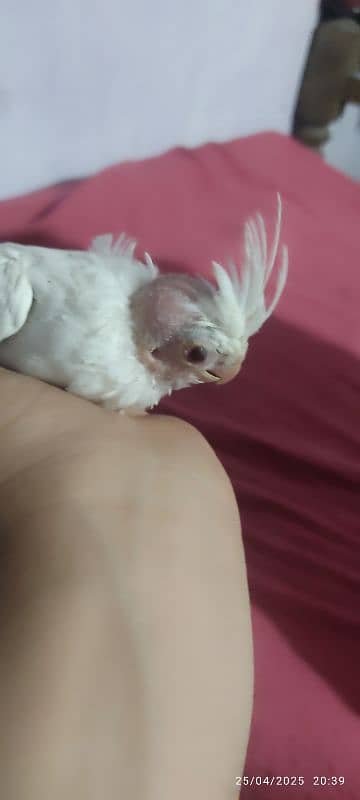 cocktail white red eyes 2