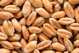 New wheat 2025