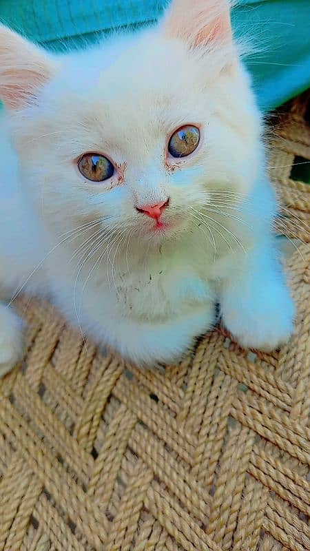 Persian little kittens 2