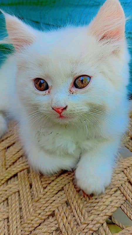 Persian little kittens 3