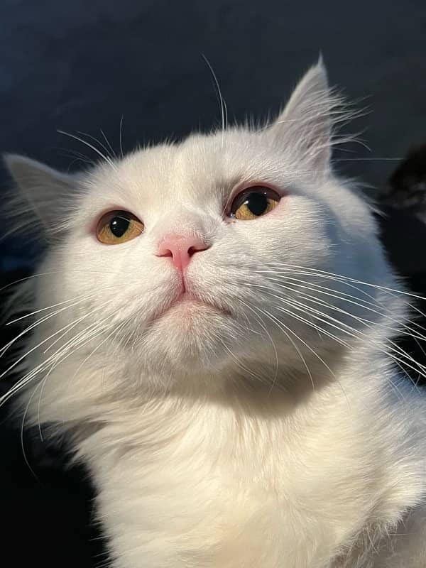 White Pure Persian Cat For Sale 1