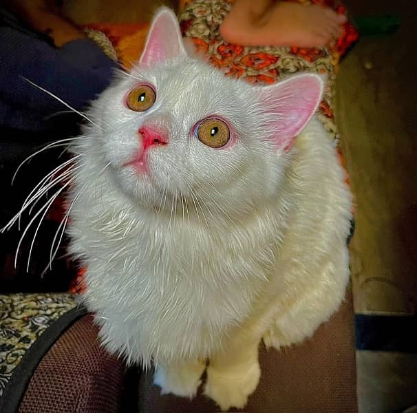 White Pure Persian Cat For Sale 2