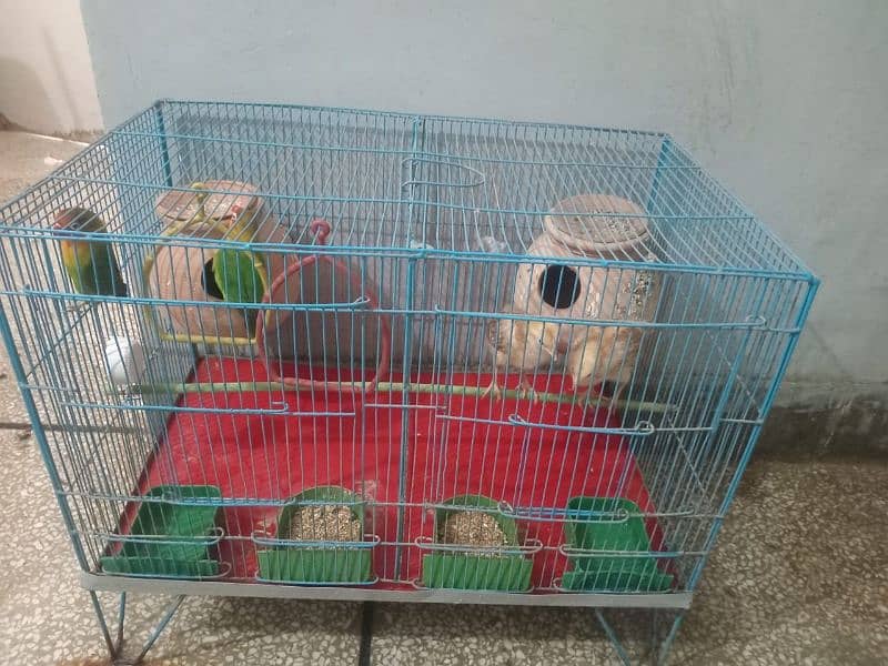 FISHER BREEDER PAIR AND CHICKS PAIR WITH CAGE 0