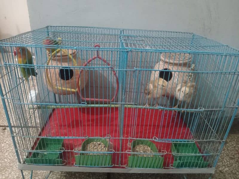 FISHER BREEDER PAIR AND CHICKS PAIR WITH CAGE 1
