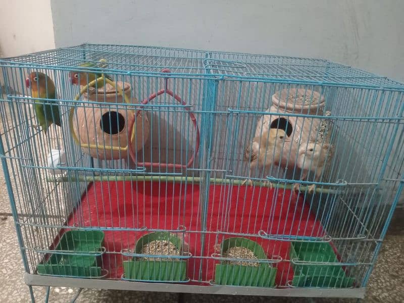 FISHER BREEDER PAIR AND CHICKS PAIR WITH CAGE 2
